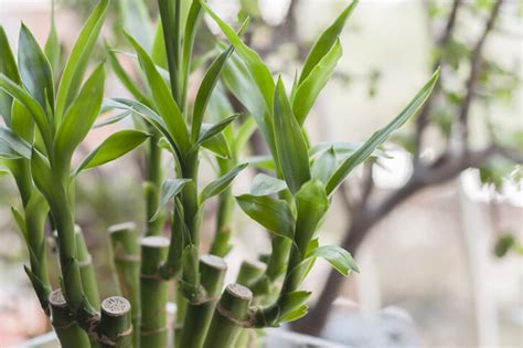 泥種植物|風水植物｜不只富貴竹！7款招財/招桃花植物推介+不可不知風水 